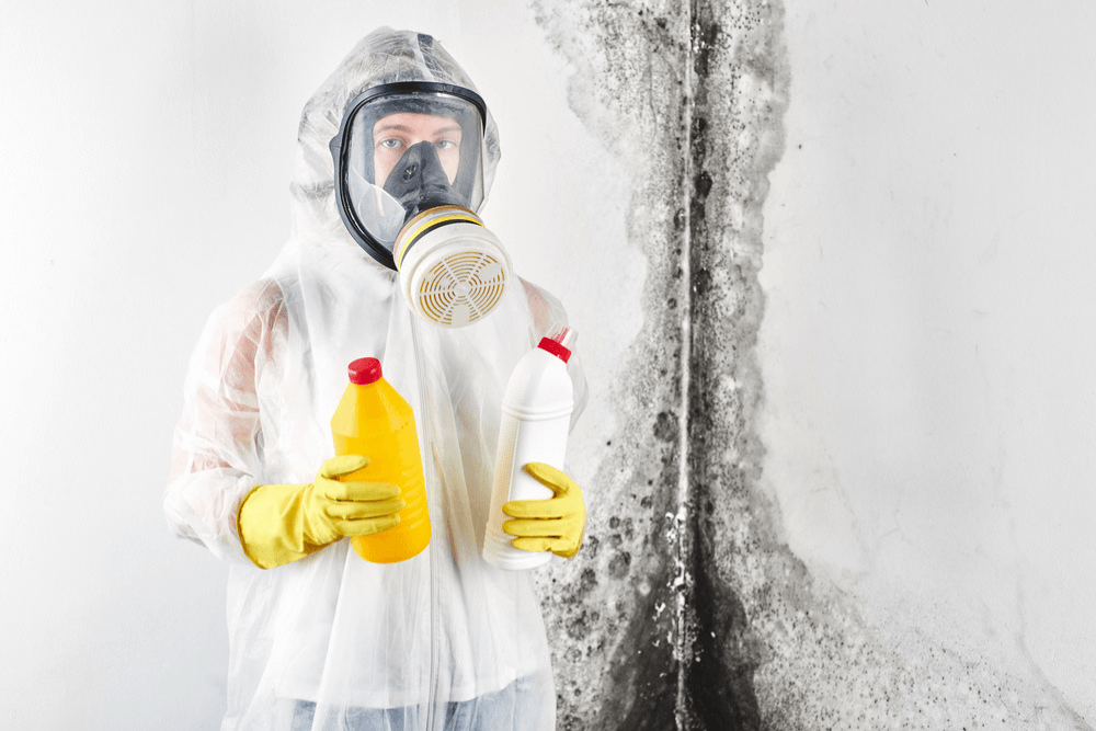 how much does mold removal cost