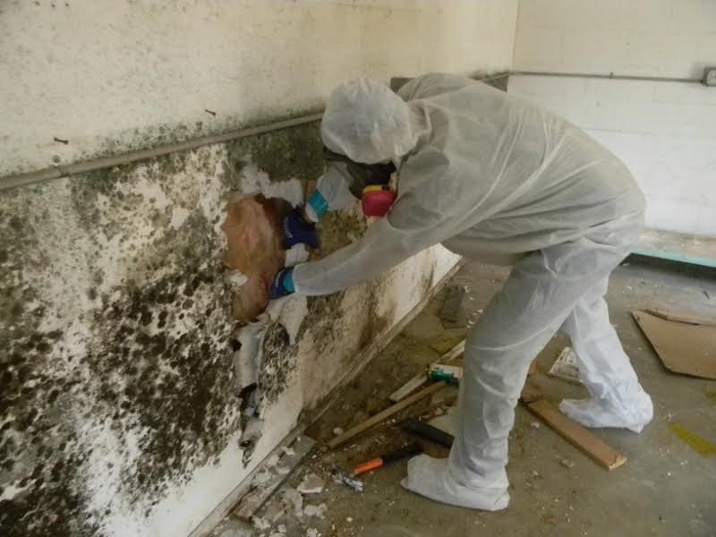 Mold Removal: When to DIY the Job or Hire A Pro