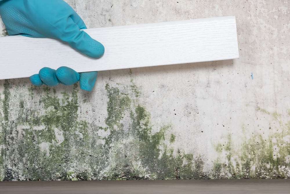 7 questions to ask your mold removal specialist